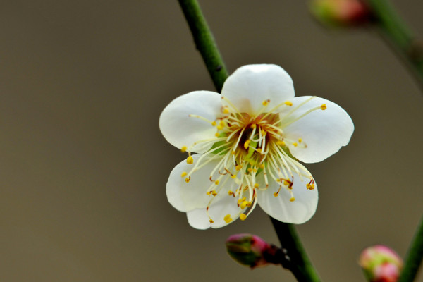 元旦節(jié)適合送什么花