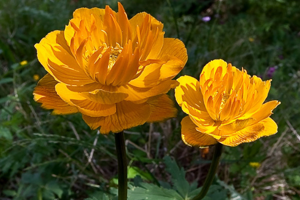 7月開什么花