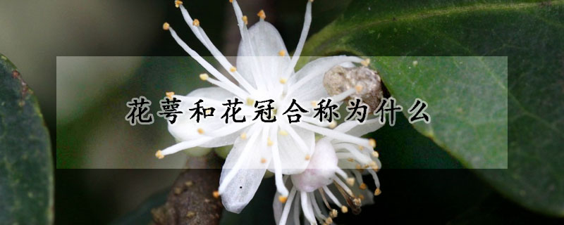 花萼和花冠合稱為什么