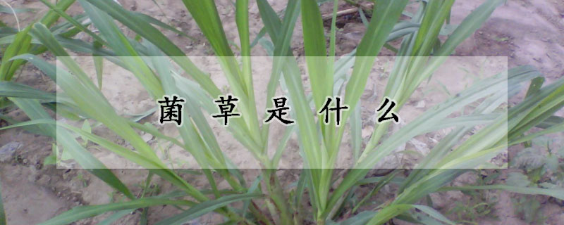 菌草是什么