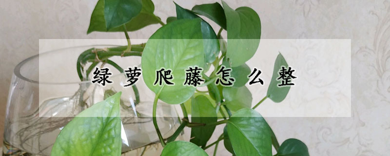 綠蘿爬藤怎么整