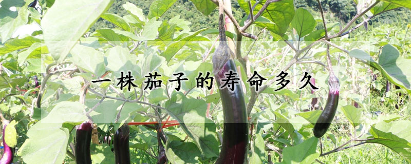 一株茄子的壽命多久