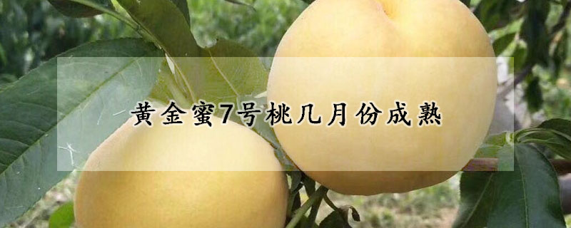 黃金蜜7號桃幾月份成熟