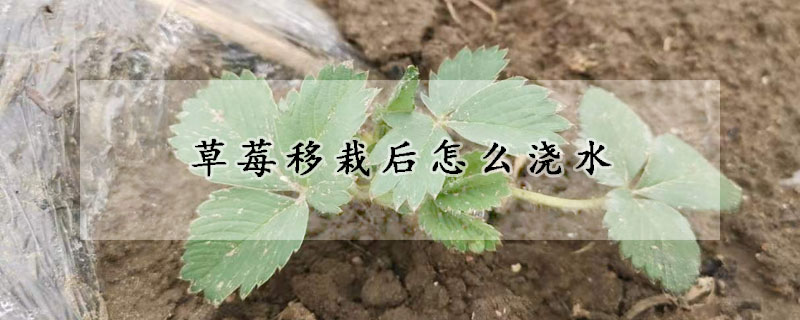 草莓移栽后怎么澆水