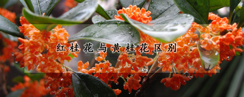 紅桂花與黃桂花區別