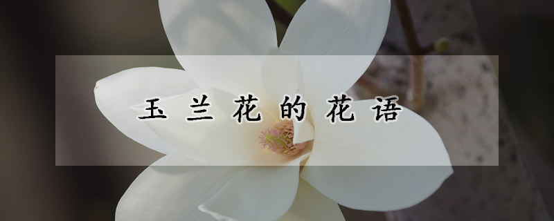 玉蘭花的花語