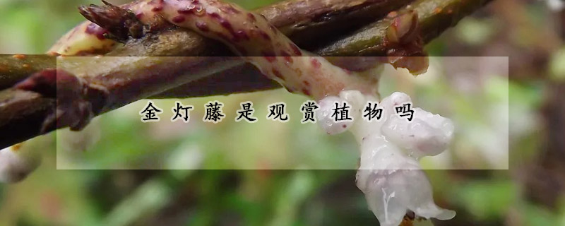 金燈藤是觀賞植物嗎