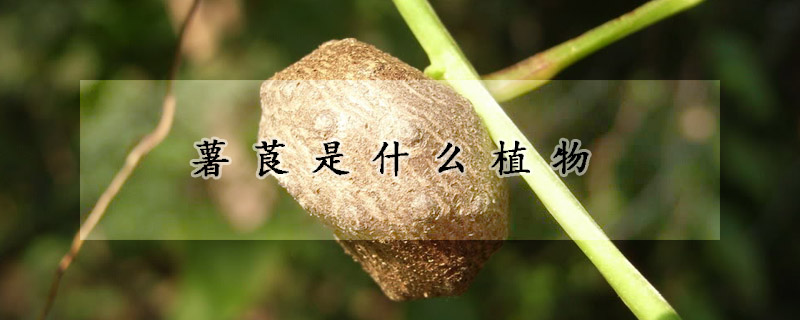 薯莨是什么植物