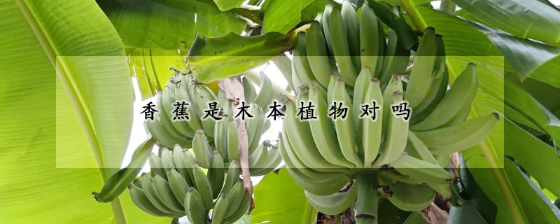 香蕉是木本植物對嗎