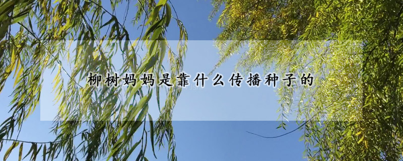 柳樹媽媽是靠什么傳播種子的