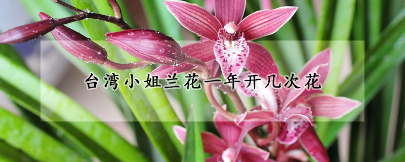 臺(tái)灣小姐蘭花一年開幾次花