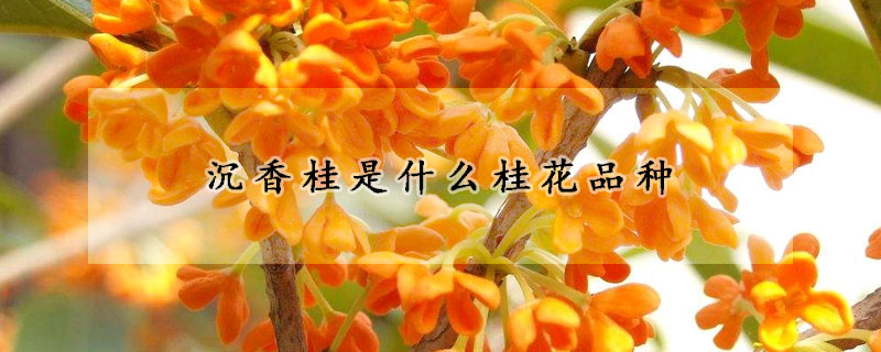 沉香桂是什么桂花品種