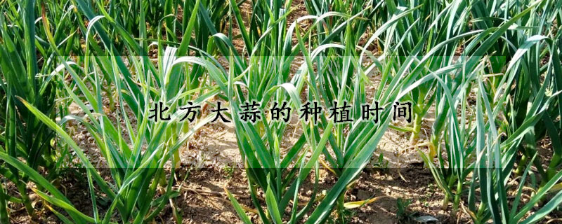 北方大蒜的種植時(shí)間