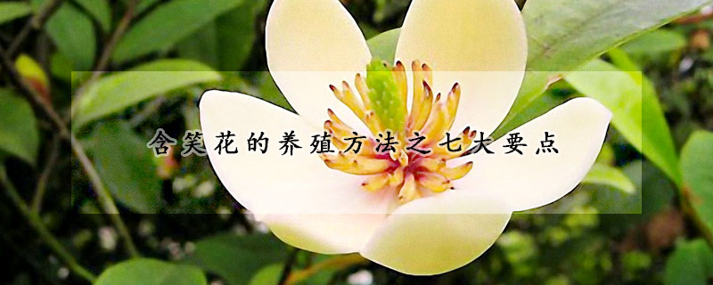 含笑花的養(yǎng)殖方法之七大要點(diǎn)