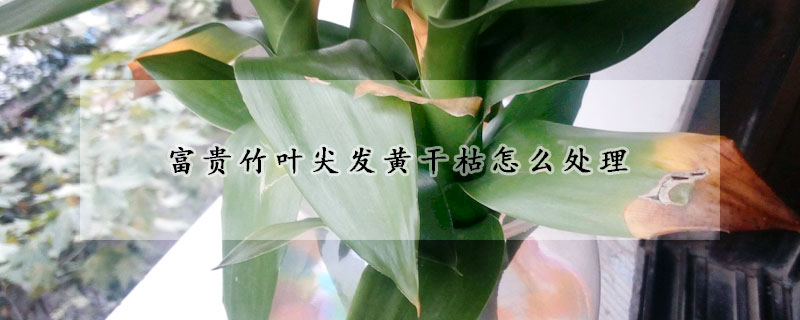 富貴竹葉尖發(fā)黃干枯怎么處理