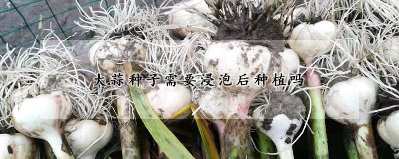 大蒜種子需要浸泡后種植嗎