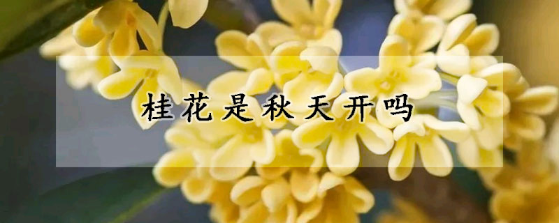 桂花是秋天開(kāi)嗎