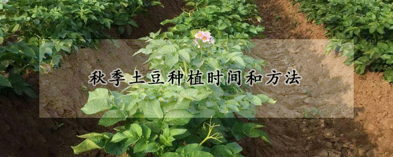 秋季土豆種植時間和方法