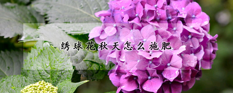 繡球花秋天怎么施肥