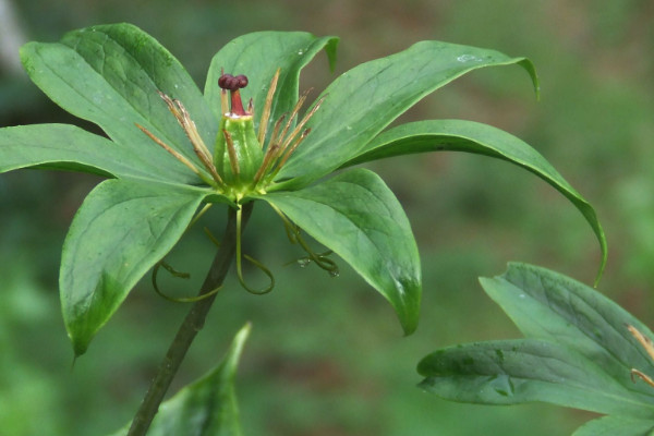 什么植物驅(qū)蛇