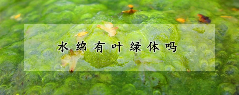 水綿有葉綠體嗎