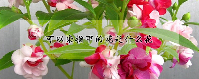 可以染指甲的花是什么花