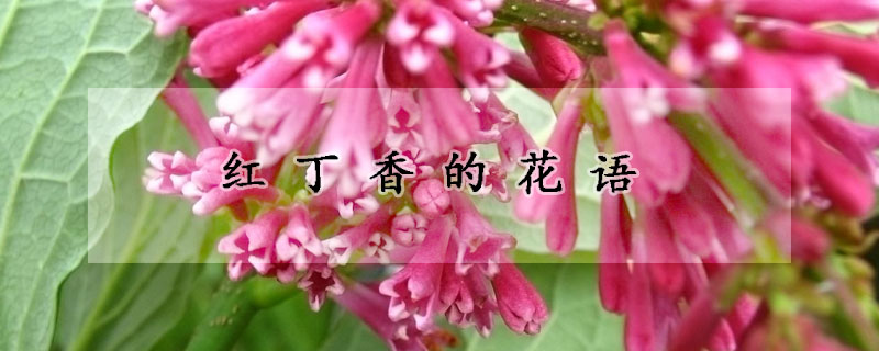 紅丁香的花語