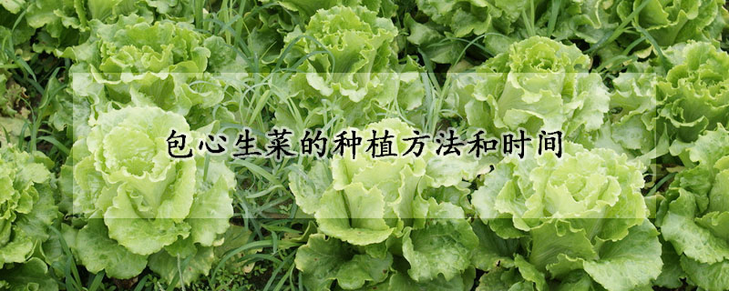 包心生菜的種植方法和時間