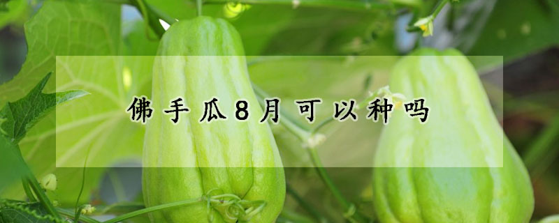 佛手瓜8月可以種嗎