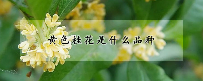 黃色桂花是什么品種