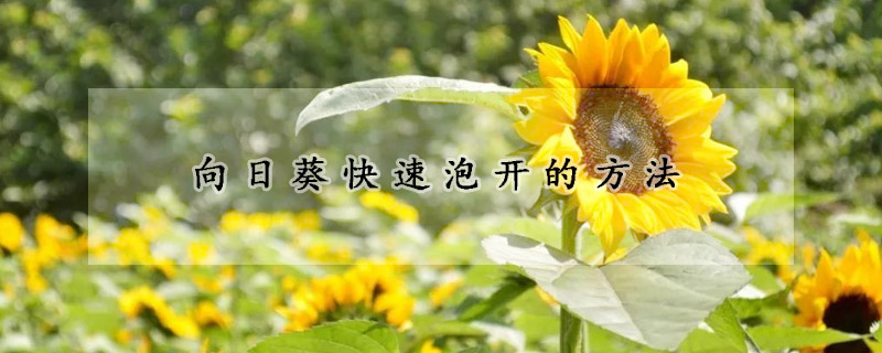 向日葵快速泡開(kāi)的方法