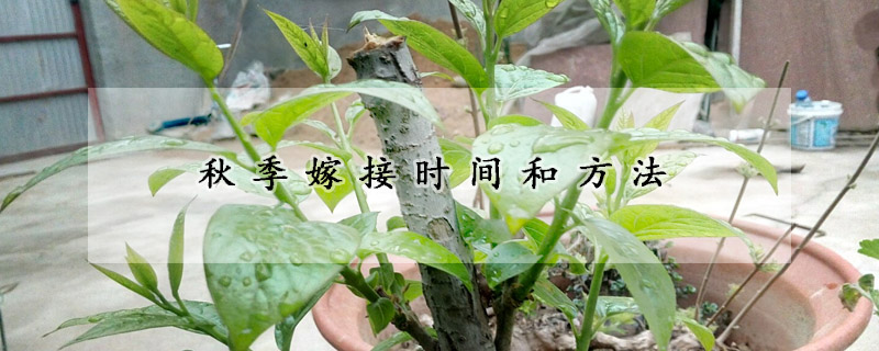 秋季嫁接時(shí)間和方法