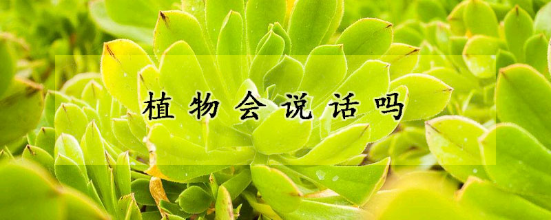 植物會(huì)說話嗎