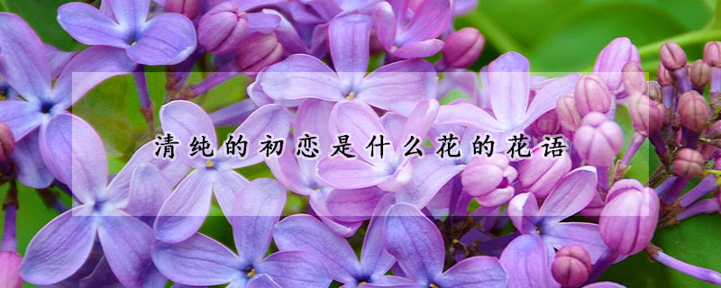 清純的初戀是什么花的花語