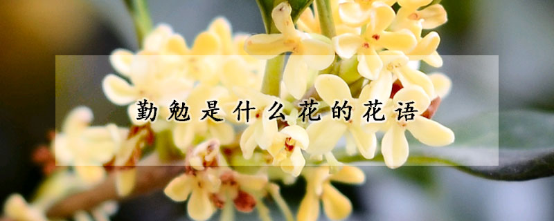 勤勉是什么花的花語(yǔ)