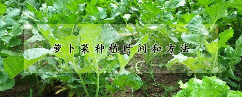 蘿卜菜種植時(shí)間和方法