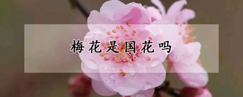 梅花是國花嗎