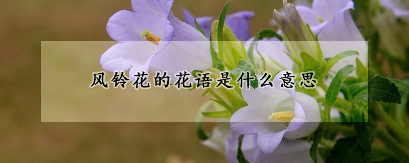 風(fēng)鈴花的花語(yǔ)是什么意思