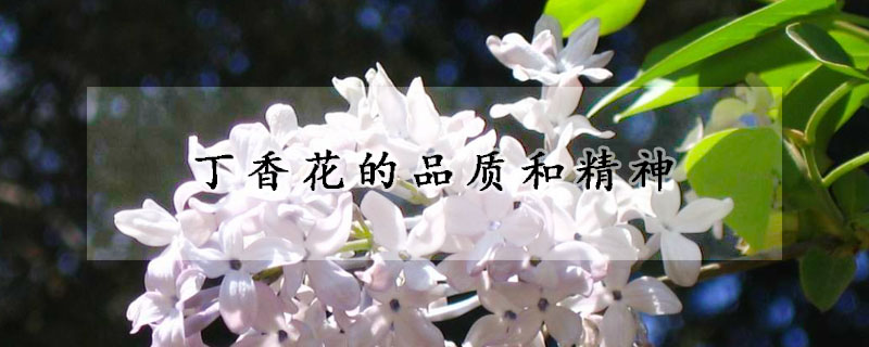 丁香花的品質和精神