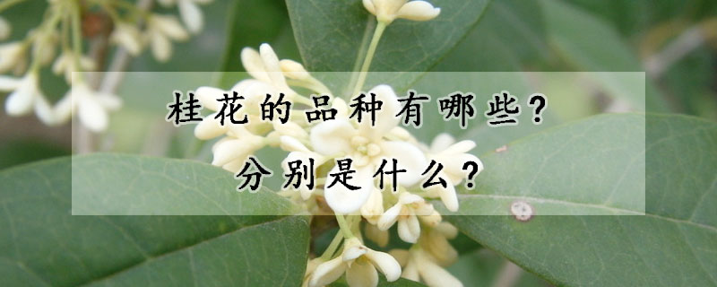 桂花的品種有哪些?分別是什么?