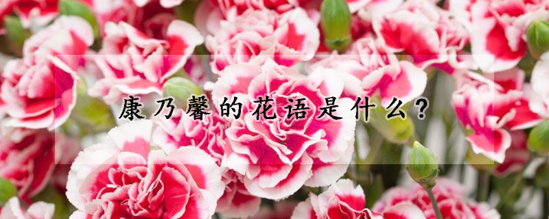 康乃馨的花語是什么?