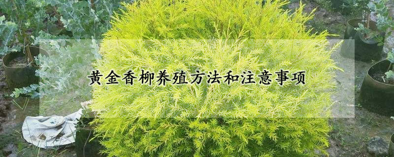 黃金香柳養(yǎng)殖方法和注意事項(xiàng)