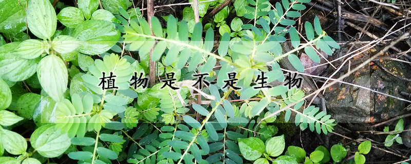 植物是不是生物