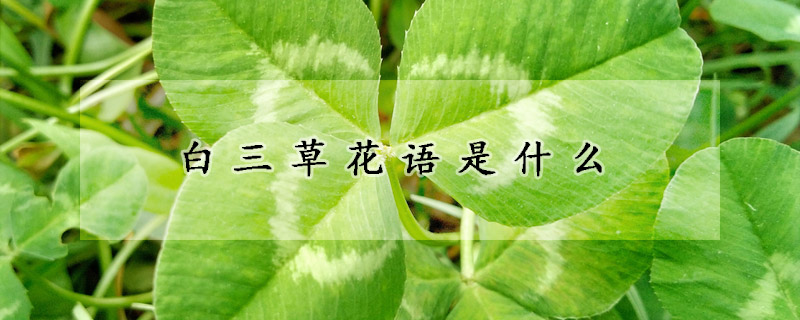 白三草花語(yǔ)是什么