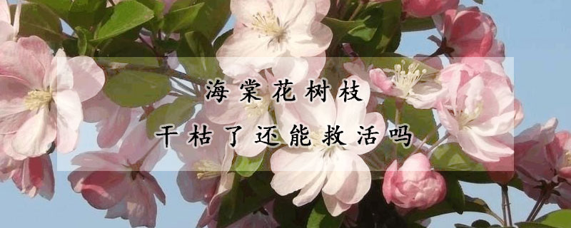 海棠花樹枝干枯了還能救活嗎