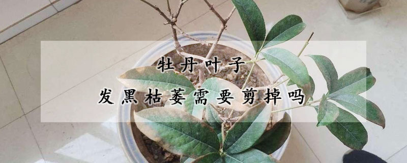 牡丹葉子發(fā)黑枯萎需要剪掉嗎