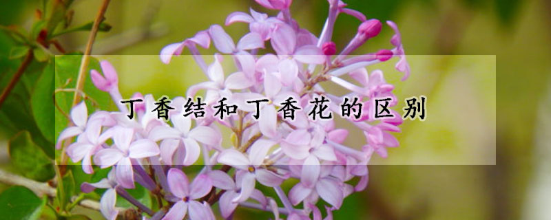 丁香結和丁香花的區別