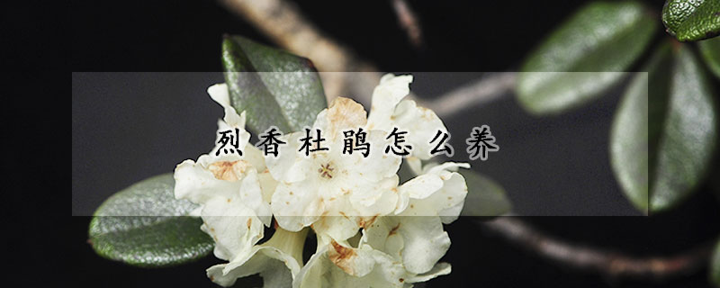 烈香杜鵑怎么養(yǎng)