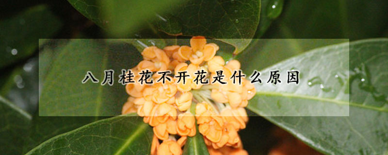 八月桂花不開花是什么原因