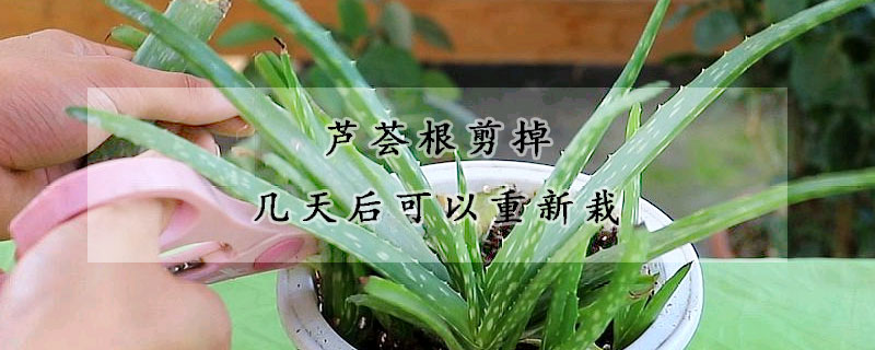 蘆薈根剪掉幾天后可以重新栽